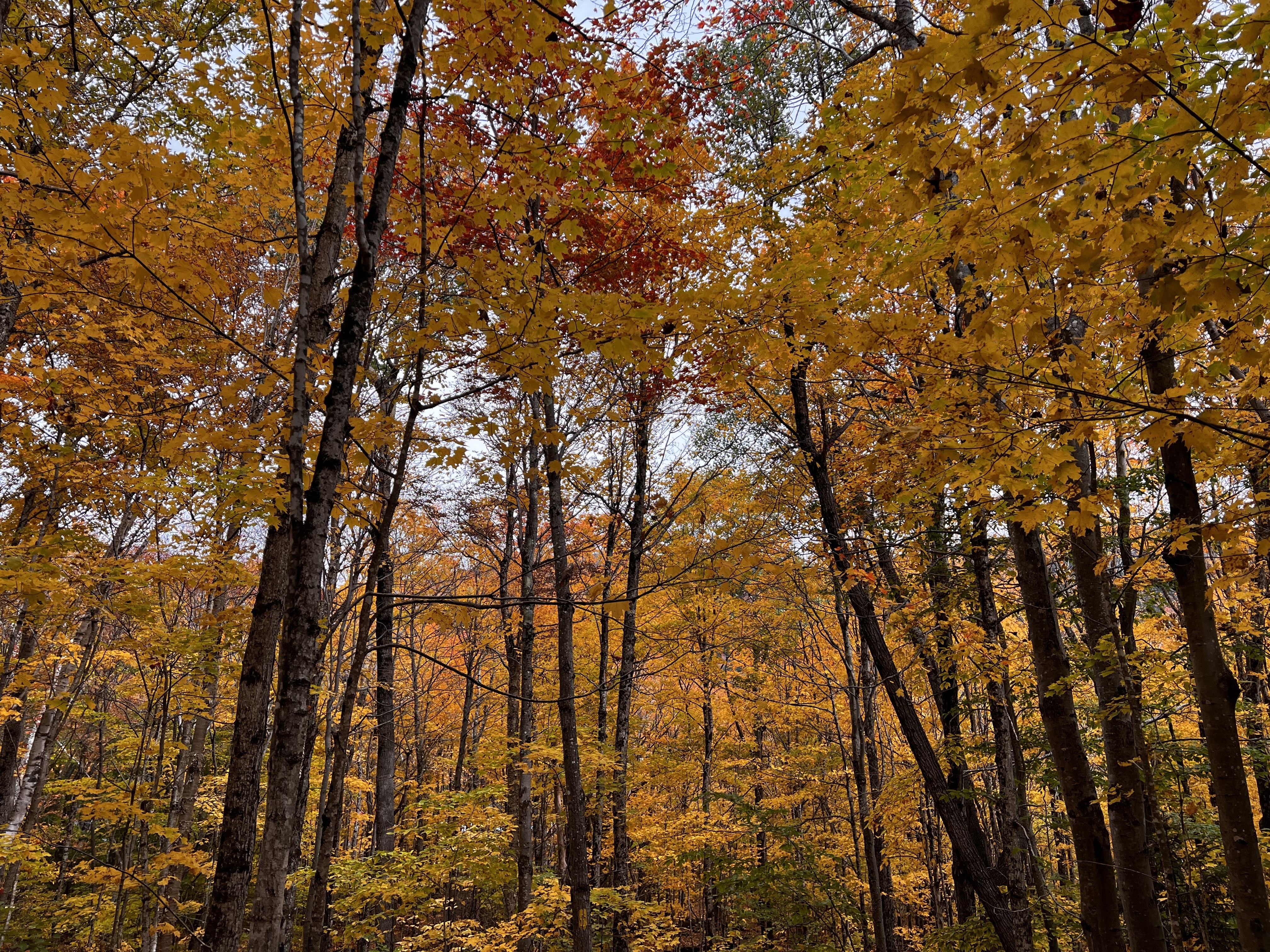 Seasonal Skincare: Transitioning Your Routine from Summer to Fall